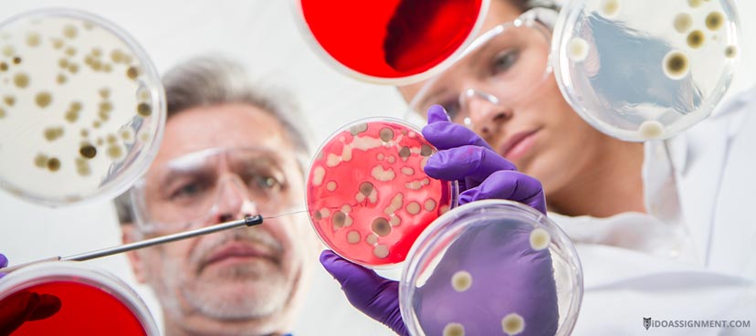 Bacteria in Petri Dish